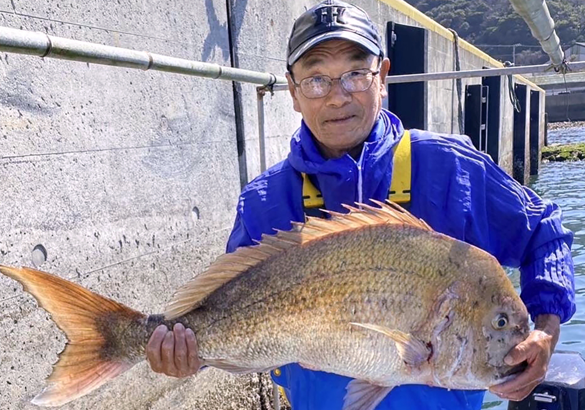 マダイ（12キロ）―魚信 Fish On! | 高知新聞