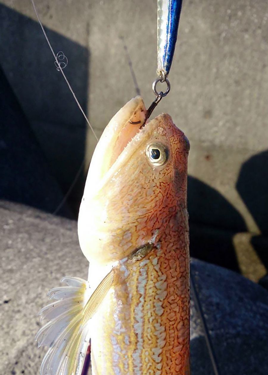 ルアーのトレブルフックをくわえ込んだエソ。この表情の真意は？