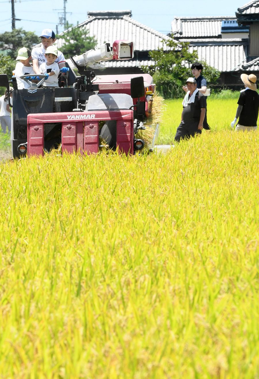 夏空の下、実りの季節を迎えた早場米。子どもたちがコンバインなどで稲刈りを楽しんだ（南国市田村乙＝河本真澄撮影）