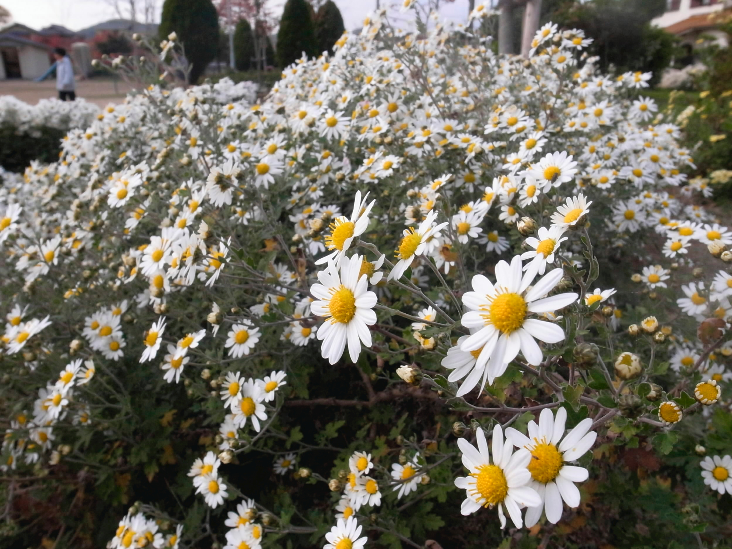 ノジギク」に心動かされた弥之助 寿恵子熱弁「日本古来の菊」【連載