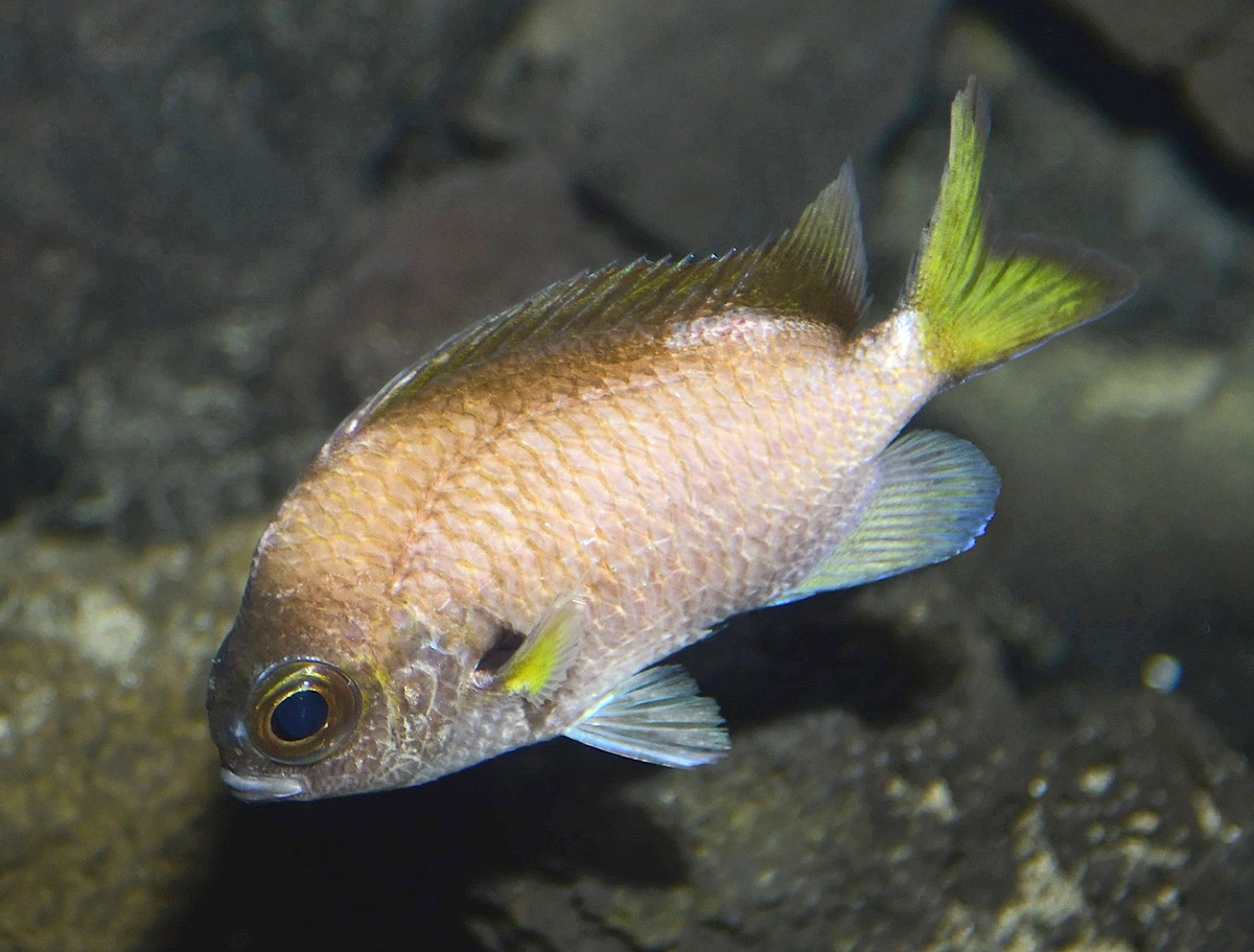 高知・足摺海洋館に希少魚ゲッコウスズメダイ 国内2例目展示 | 高知新聞