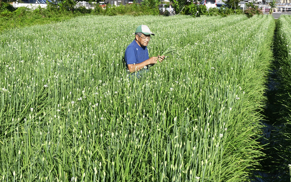 花ニラ、晩夏の風に揺れる 高知県内一のニラ産地・香南市 | 高知新聞