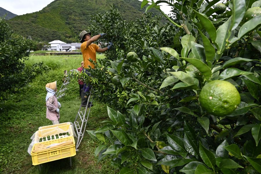 ユズの収穫に汗を流す農家（安芸市井ノ口乙）