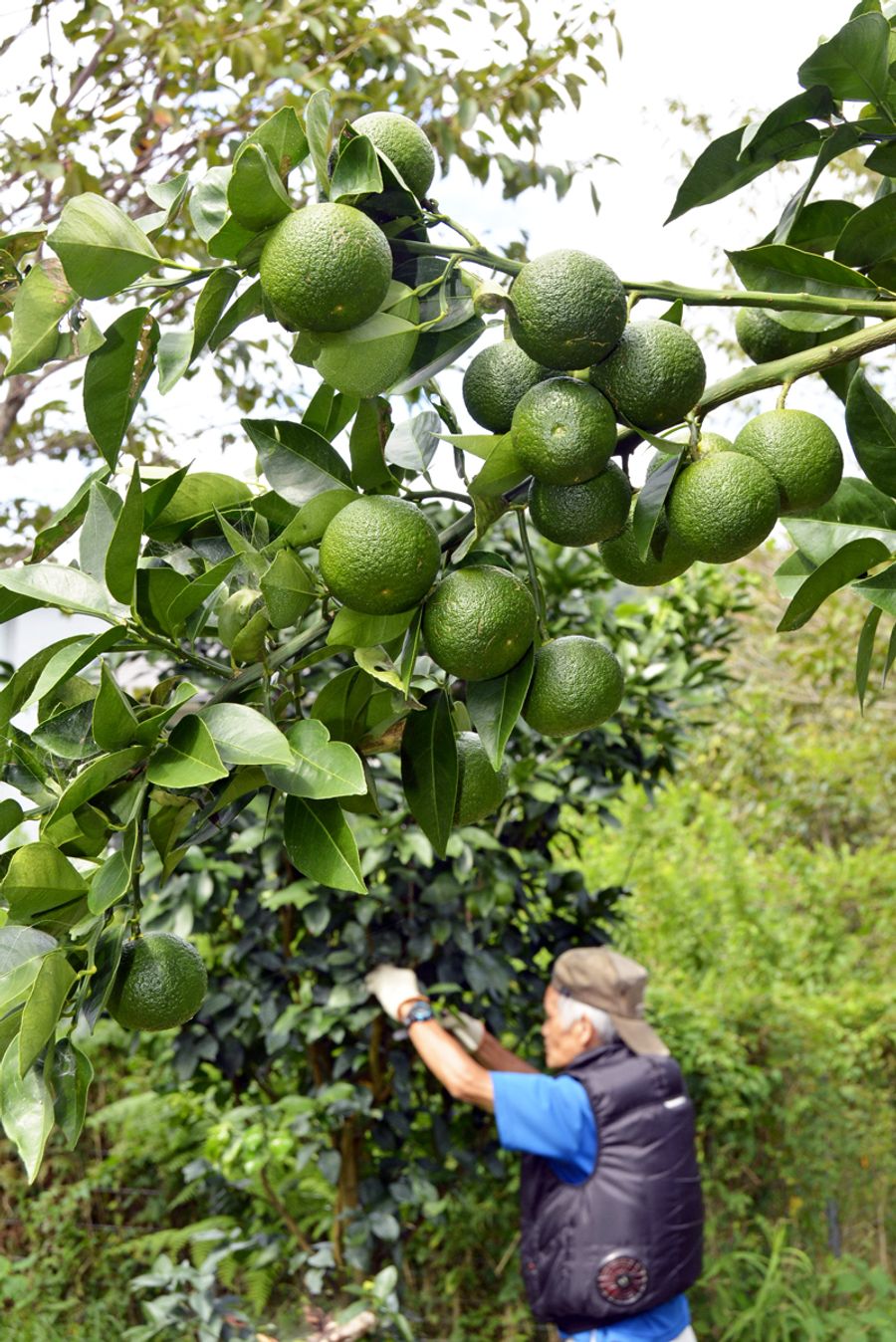青々と実ったブシュカン。収穫の最盛期を迎えている(四万十市川登)