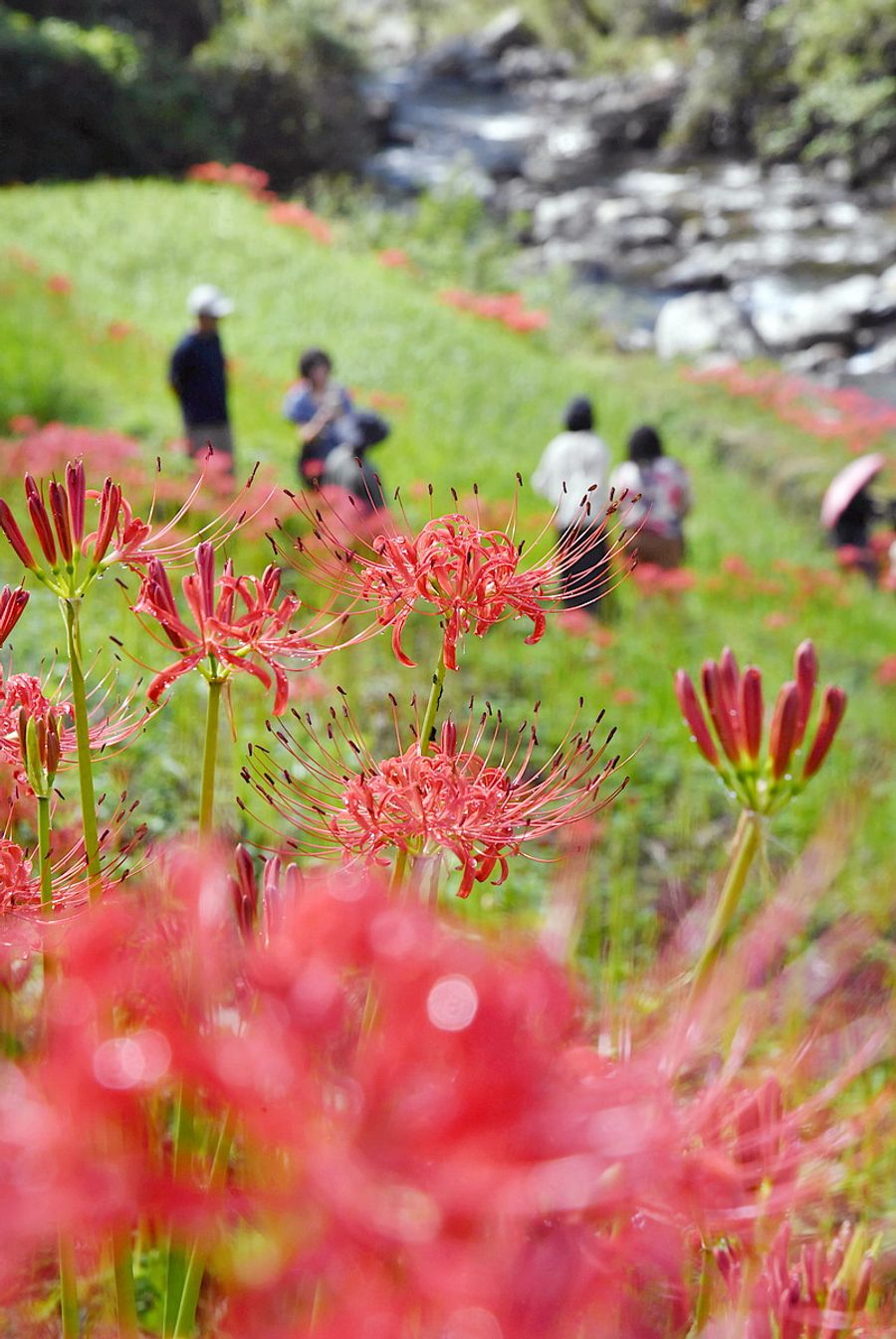 棚田で真っ赤な花を咲かせるヒガンバナ（高知市土佐山東川）