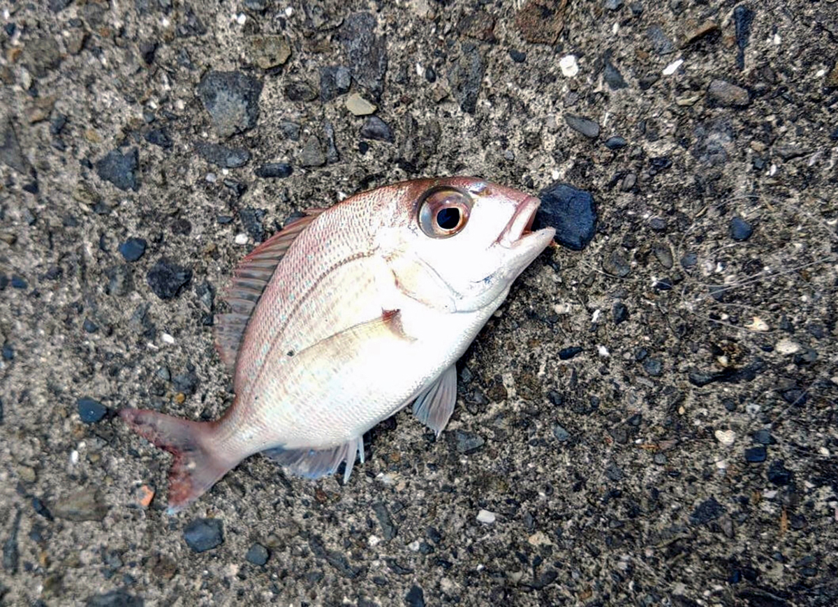 糸スパッ！ 謎の巨大魚？ チャリコに期待を込めて 松岡浩司―魚信
