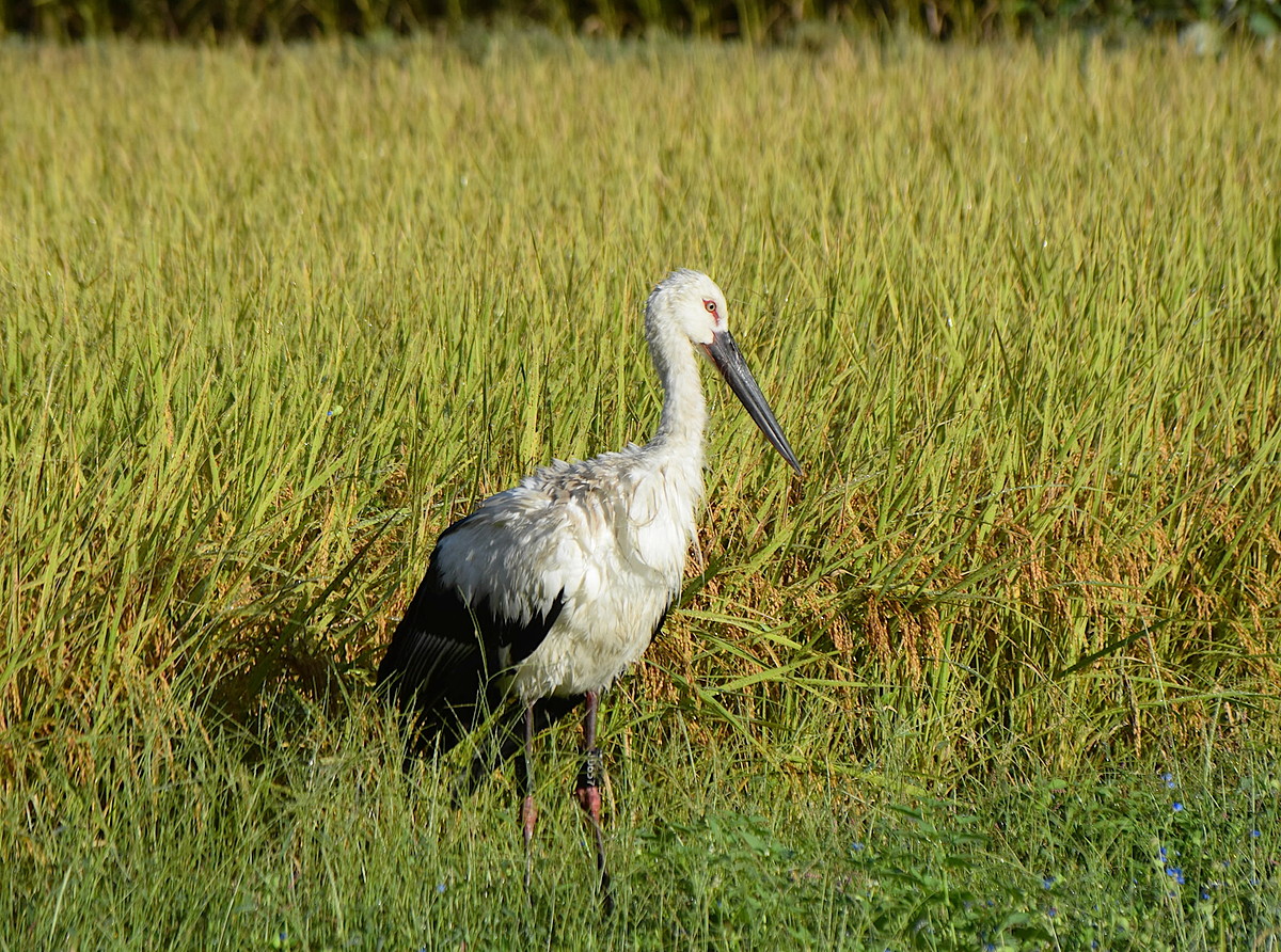 コウノトリが高知県津野町に飛来 兵庫で今春誕生の個体 | 高知新聞
