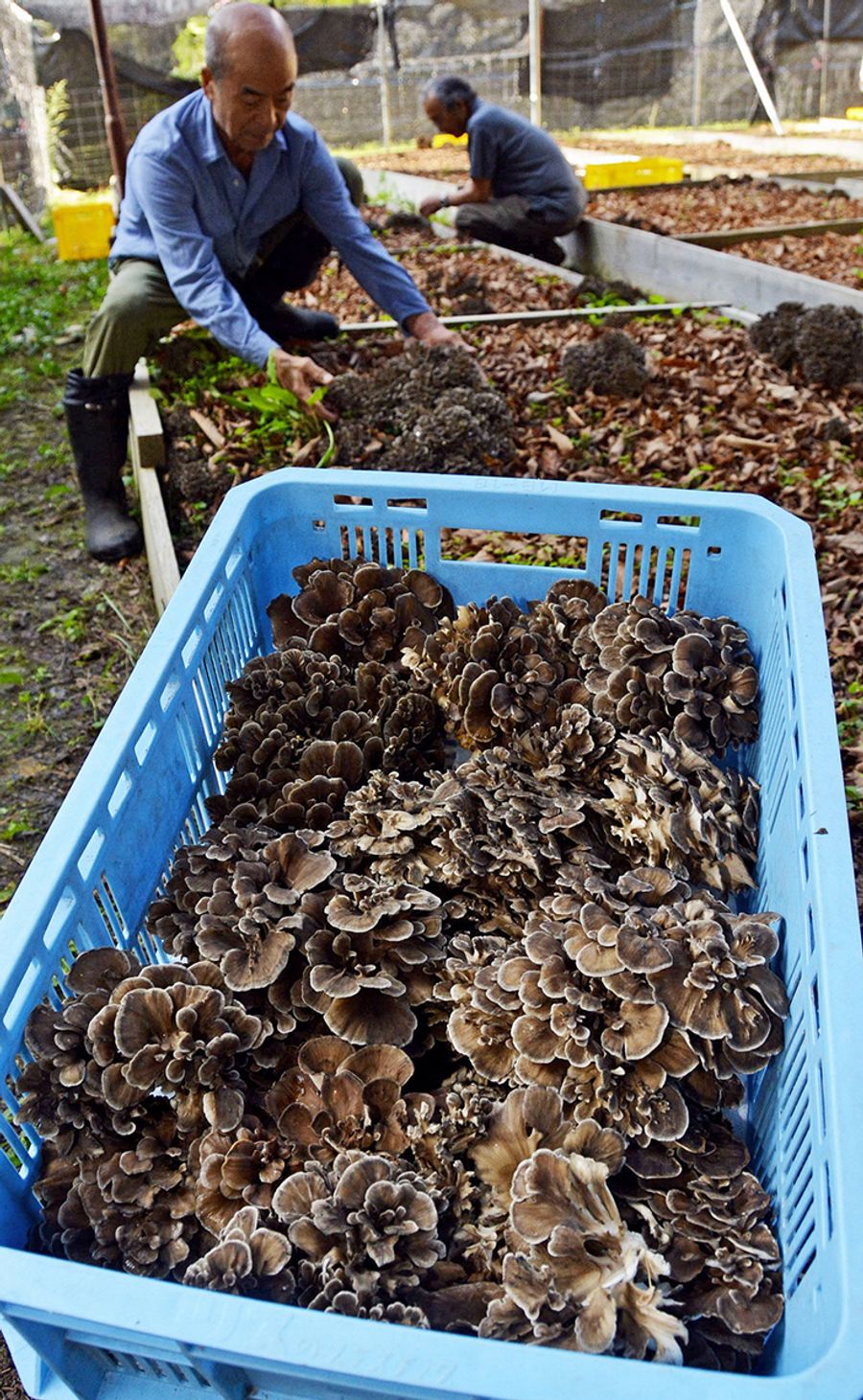 収穫期を迎えている原木マイタケ（いの町越裏門）