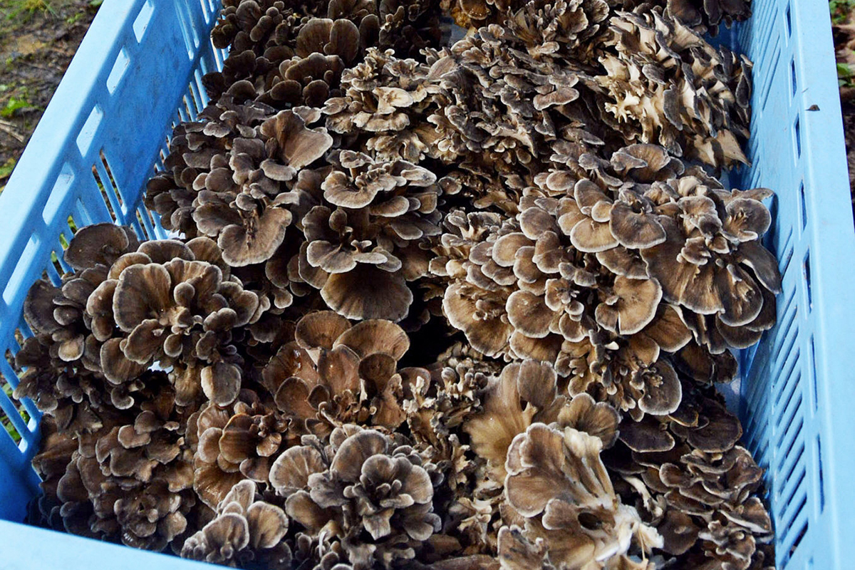 原木マイタケが収穫期 「天ぷらやすき焼きがおいしい」 高知県いの町本