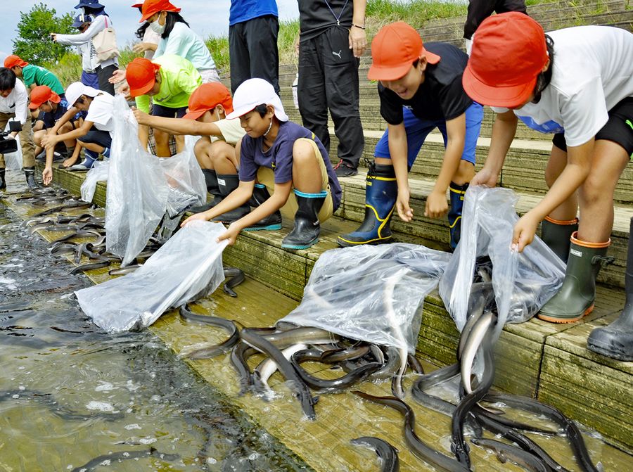 四万十川に産卵用ウナギを放流する下田小児童ら（四万十市鍋島）