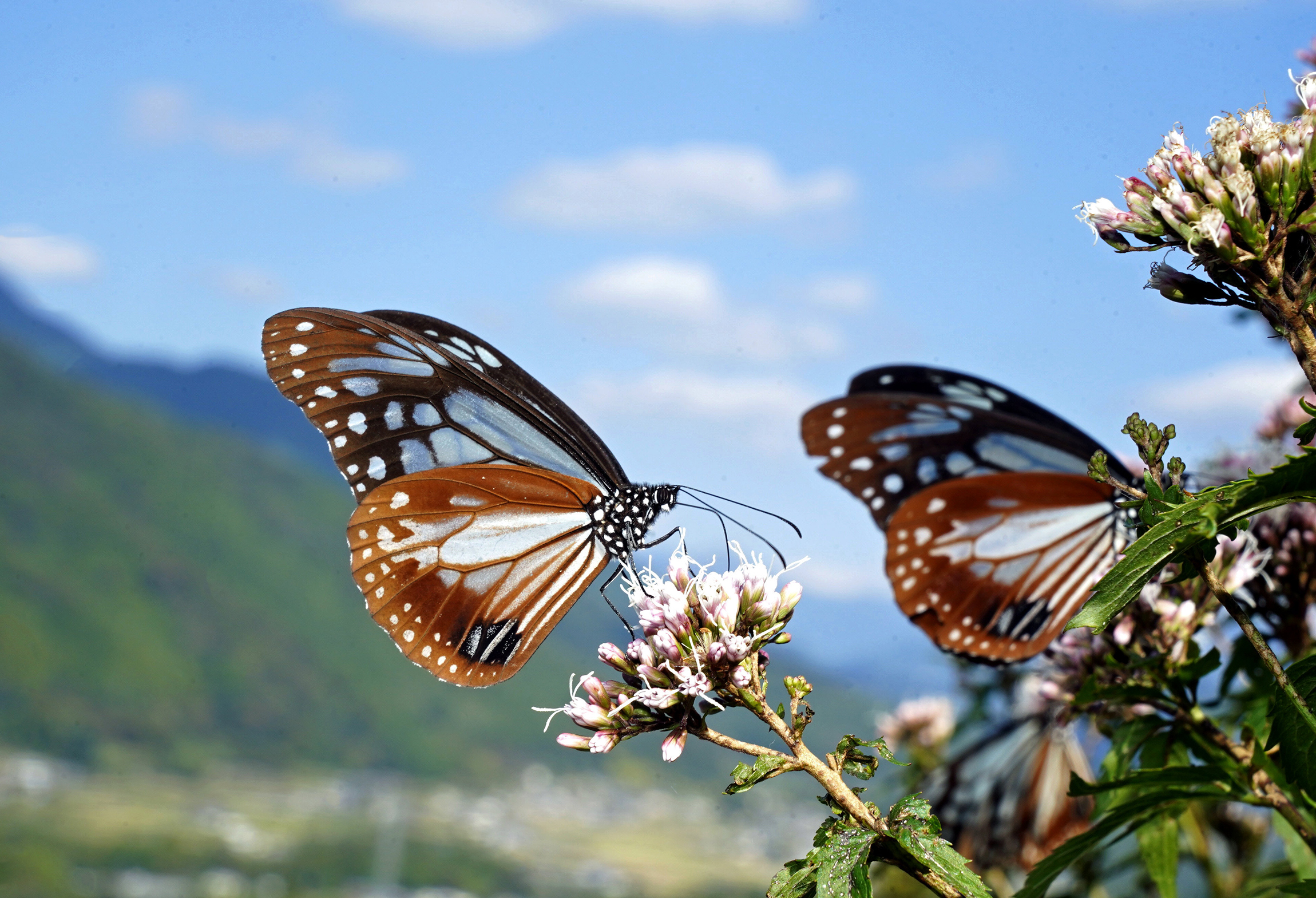 旅するチョウふわり アサギマダラ優雅に 高知県香美市 | 高知新聞