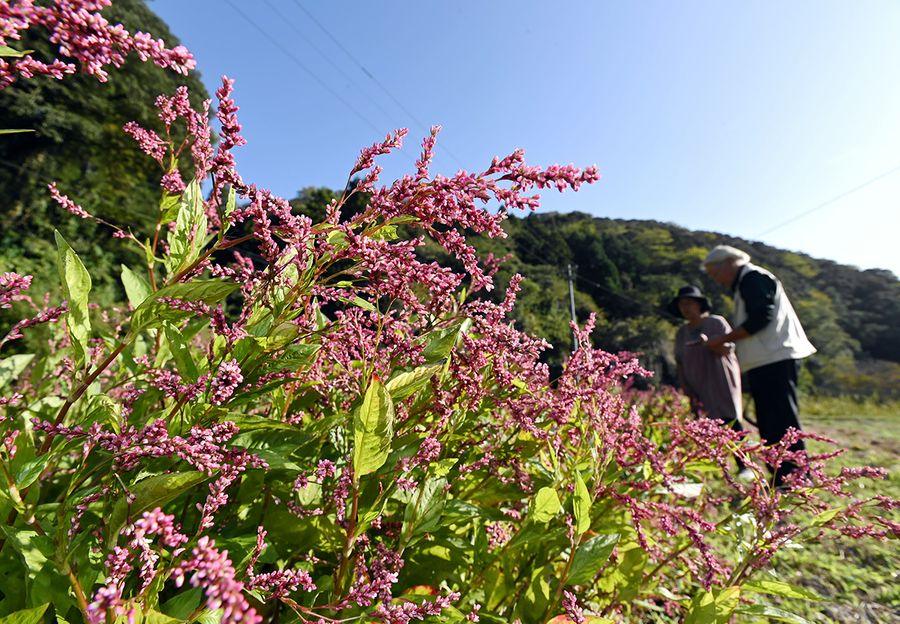 山あいで秋風に揺れるタデアイ（香美市土佐山田町東川）