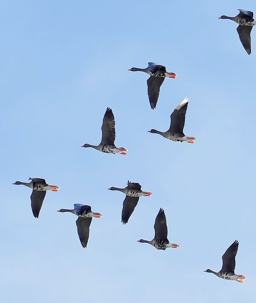 空を舞うマガン。羽先が白い個体も見られた（いずれも香南市内）