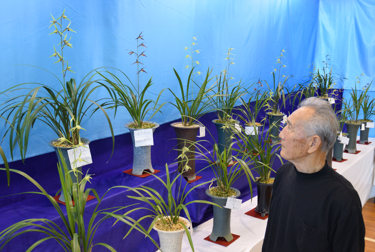 寒蘭品評会に137鉢 11／12まで 高知県宿毛市 | 高知新聞