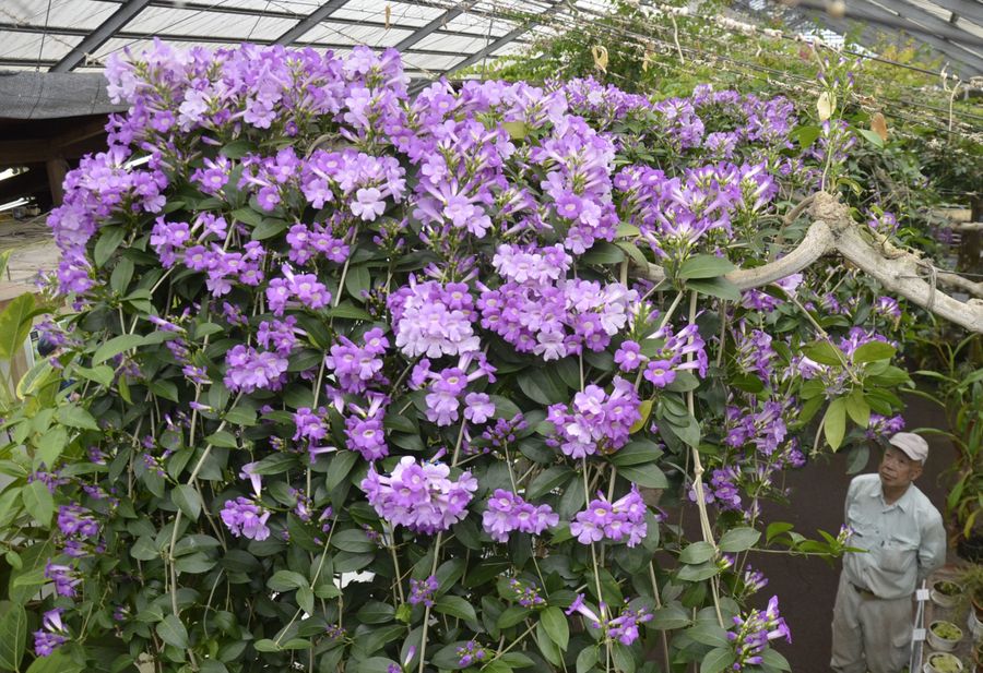 見頃を迎えているニンニクカズラ(南国市の西島園芸団地)