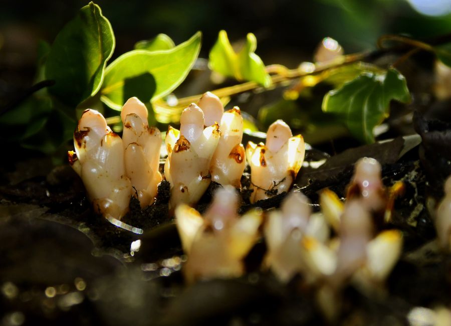 落ち葉の間からひょっこり顔を出し、陽光を浴びて輝くヤッコソウ(土佐清水市以布利)
