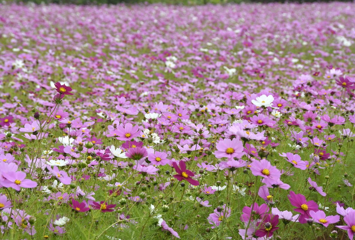 色鮮やかなコスモス8万本が見頃 11／18に畑でこけらずしや餅を