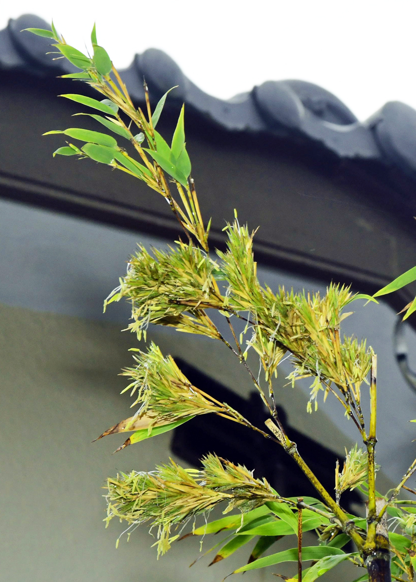 ☆期間限定☆ 超激レア！！ 開花中の黒竹の苗