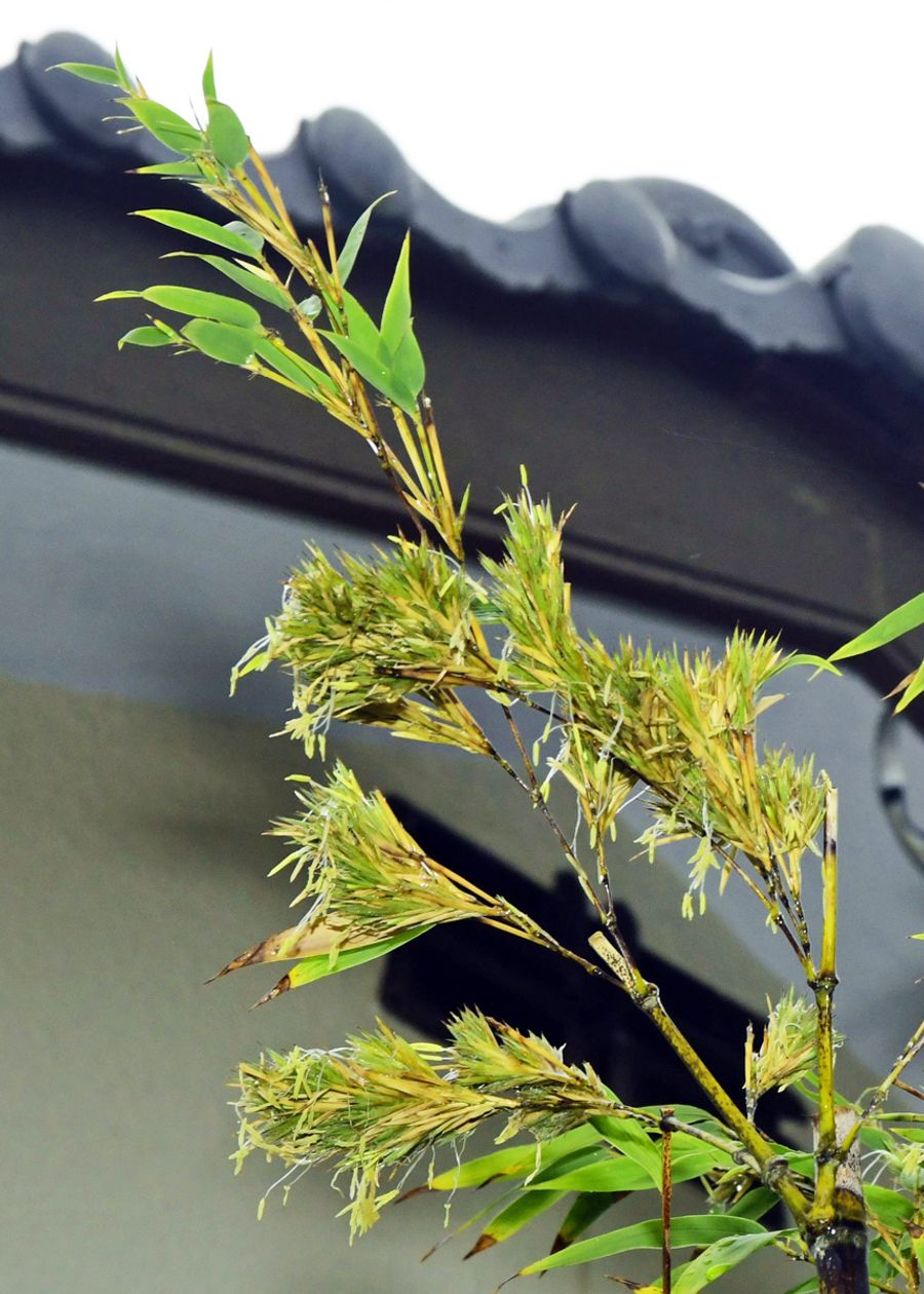 120年に1度、黒竹の花咲く 高知県土佐清水市の民家 不思議な植物の 