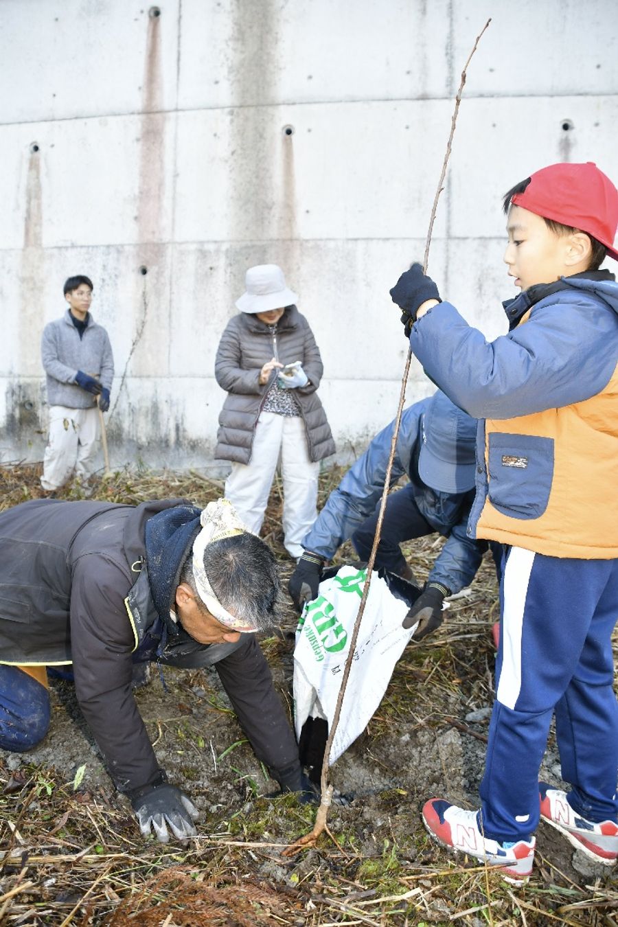 テングス病に強い神代曙の苗を植える住民ら（仁淀川町北浦）