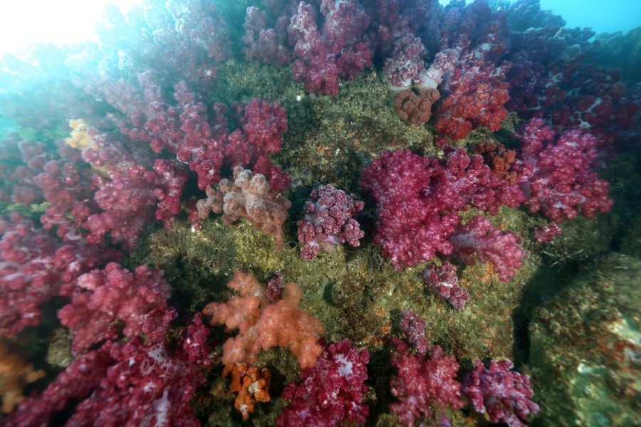 色鮮やかなサンゴ「オオトゲトサカ」（写真はいずれも高知市桂浜沖＝黒潮生物研究所提供）