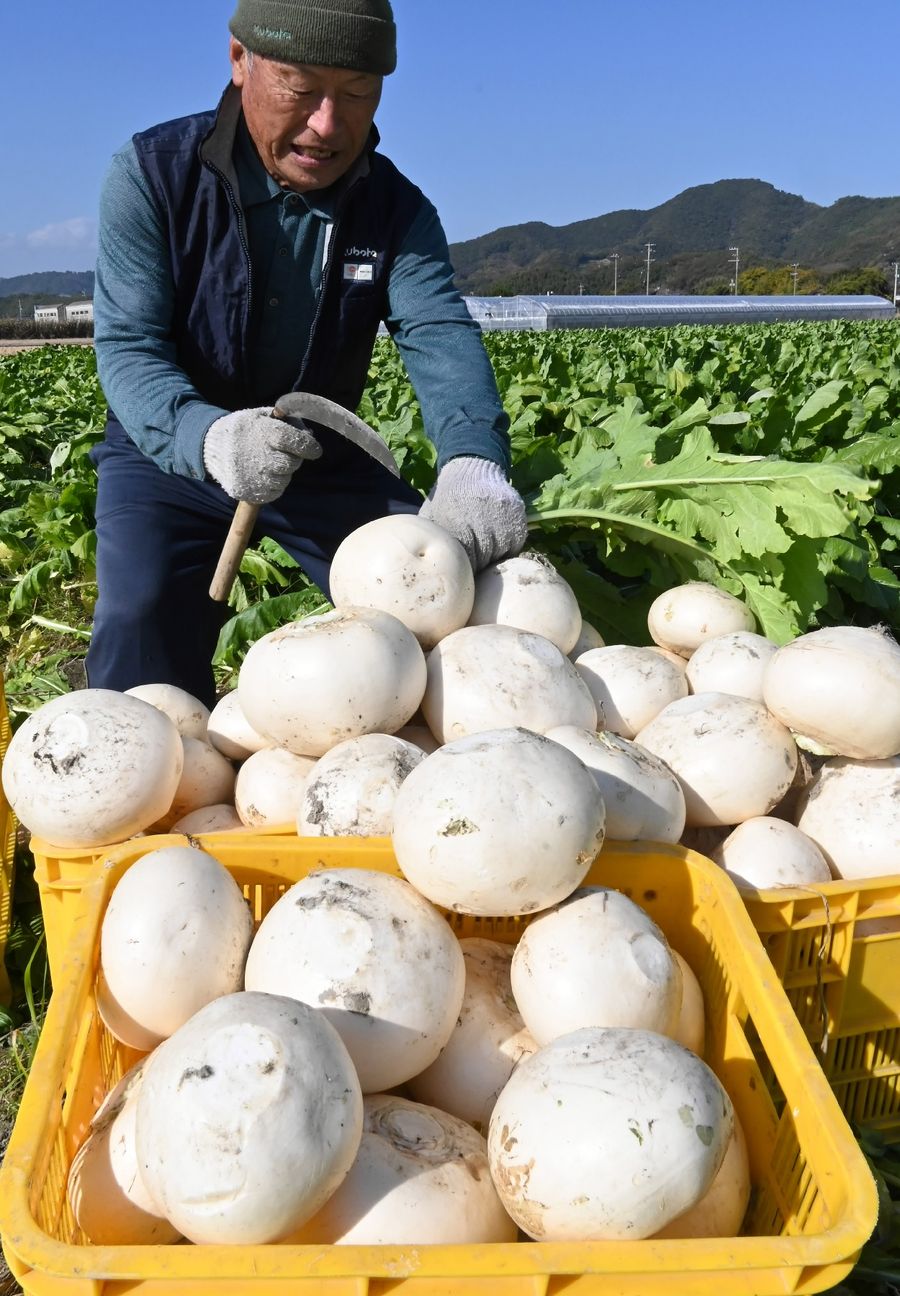 丸々と育った弘岡カブの収穫が始まった（高知市春野町弘岡中）