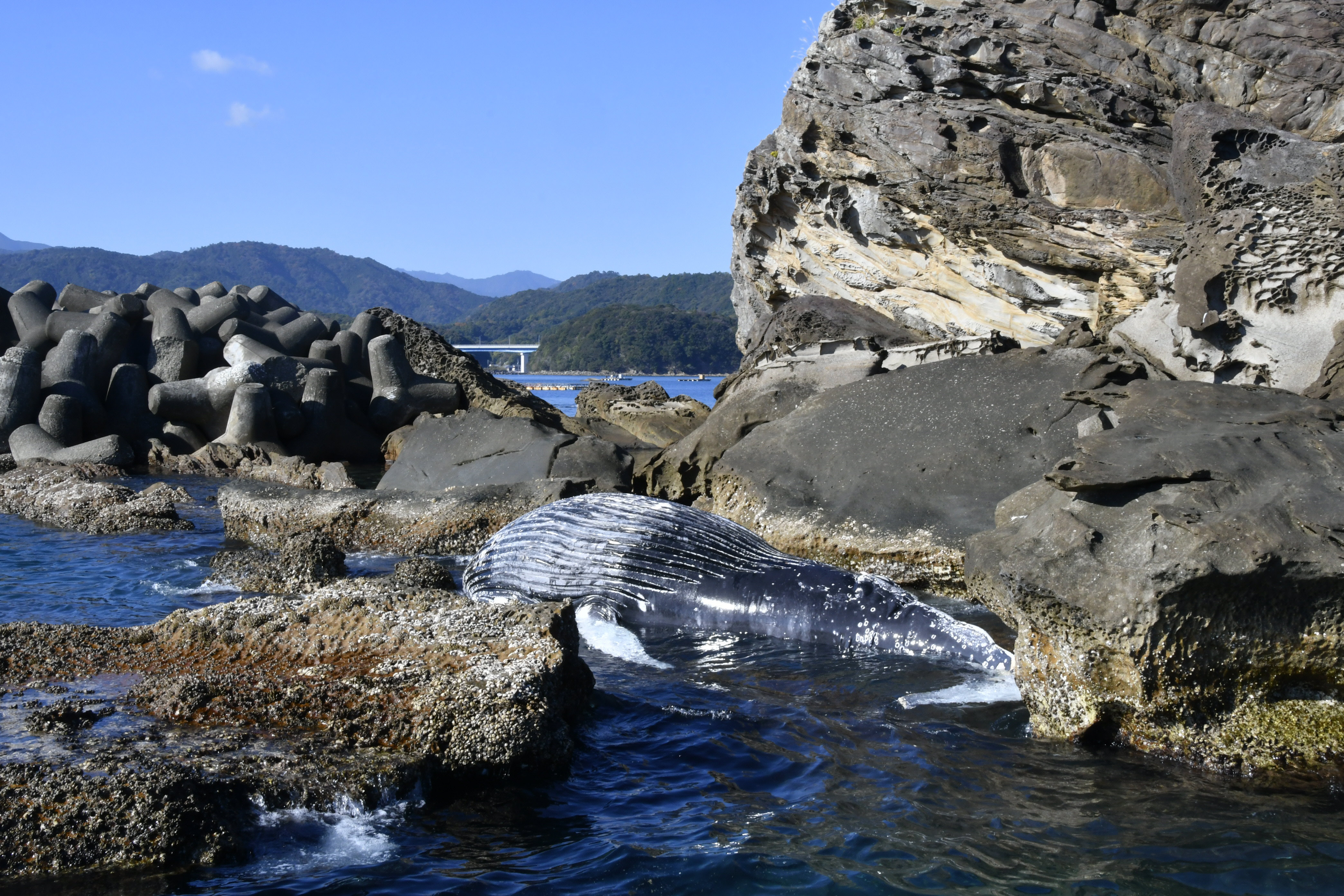 体長8メートルのザトウクジラの死骸が漂着 東洋町の島に 高知県が対応