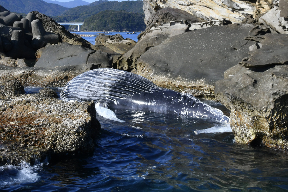 体長8メートルのザトウクジラの死骸が漂着 東洋町の島に 高知県が対応