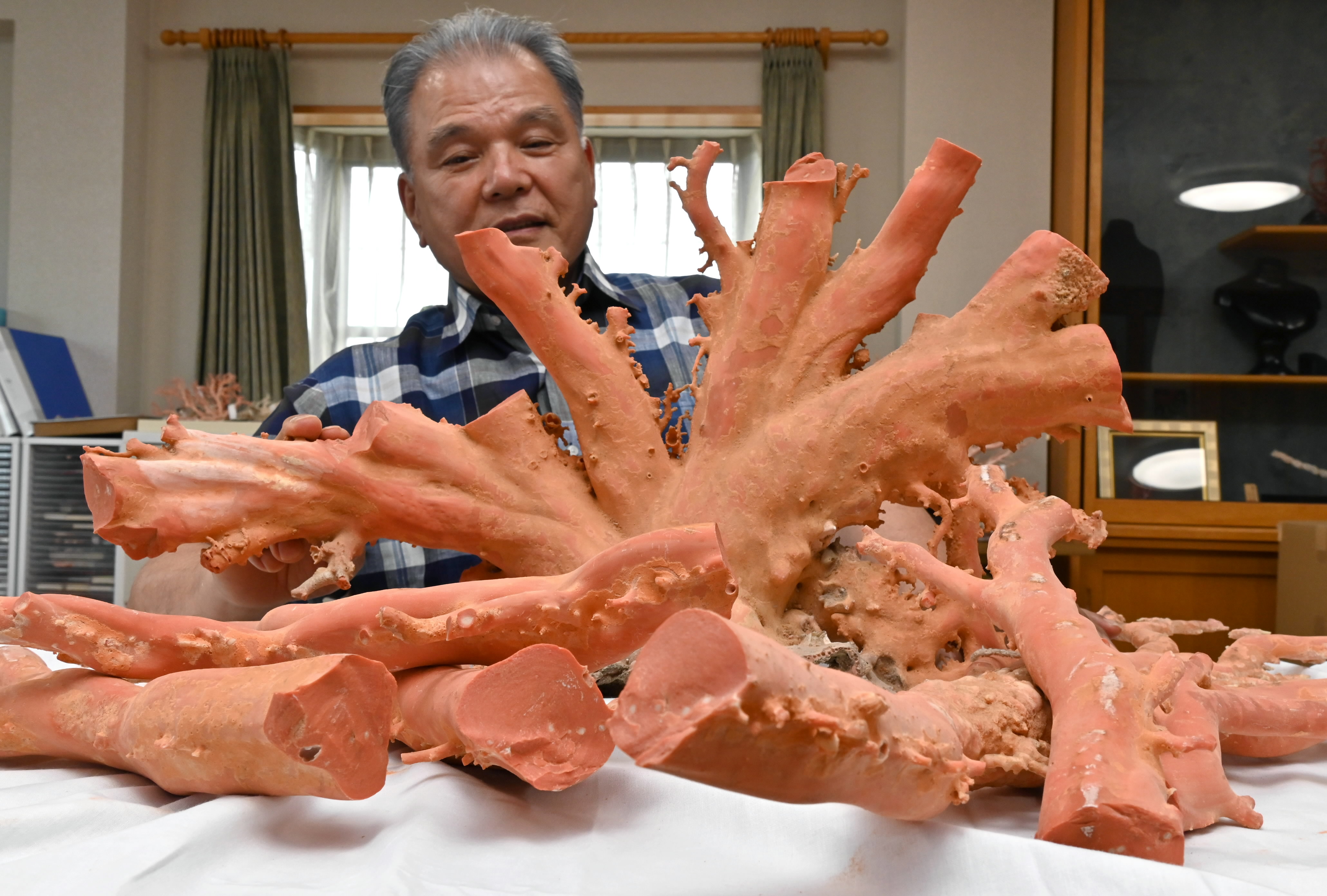 1億2千万円の宝石サンゴ落札！ 高知市の原木組合入札会で最高値