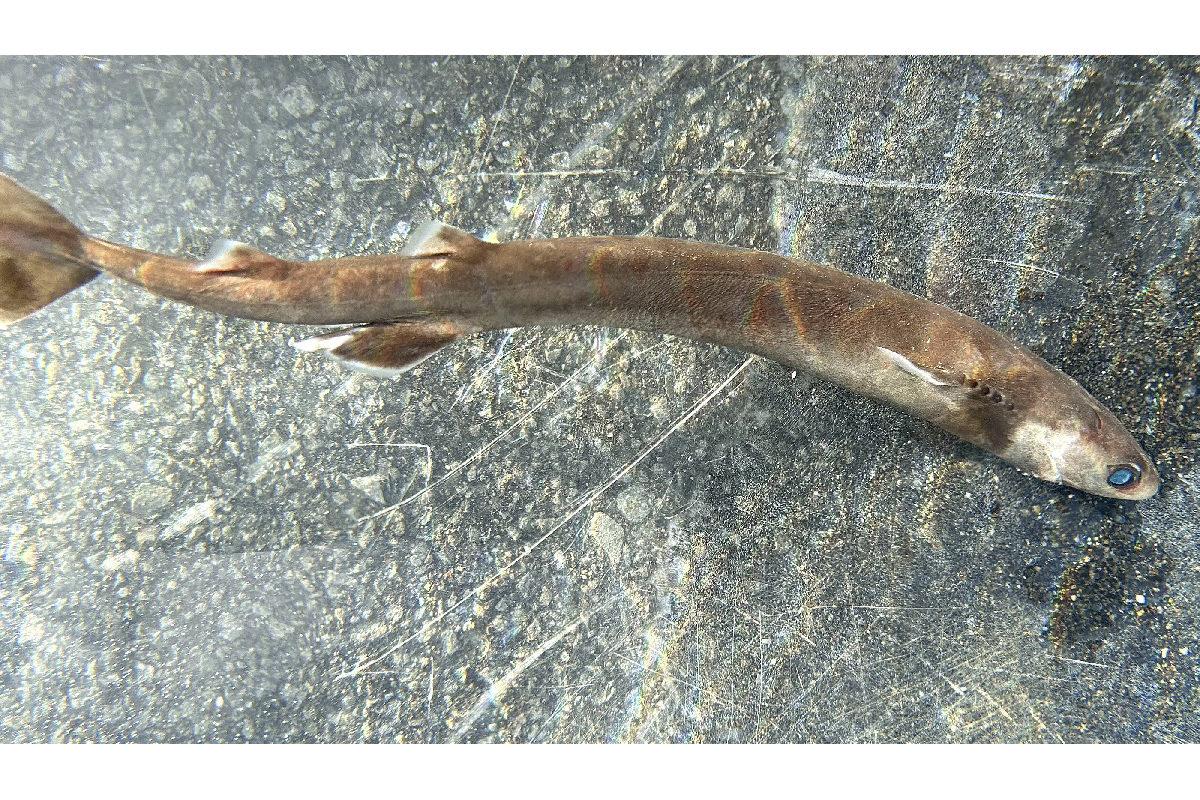 動画あり】希少！生きたダルマザメ 高知県室戸市沖の定置網にかかる