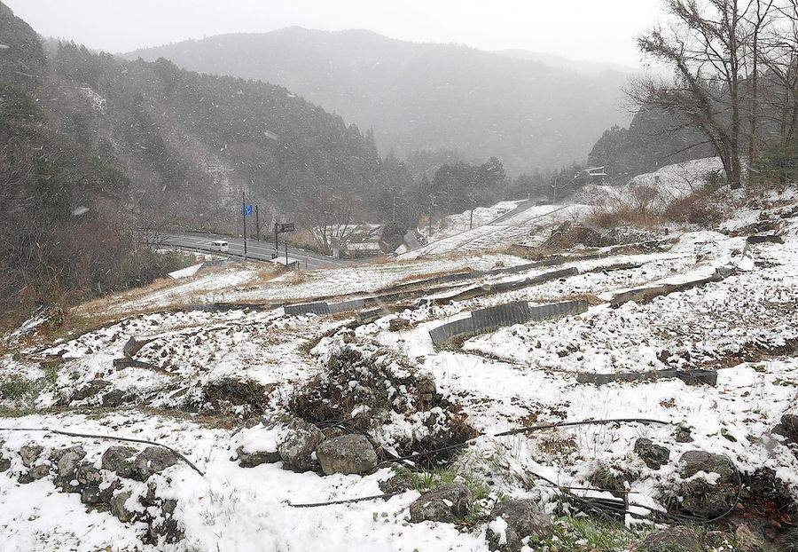 うっすらと雪が積もった千枚田（梼原町神在居）