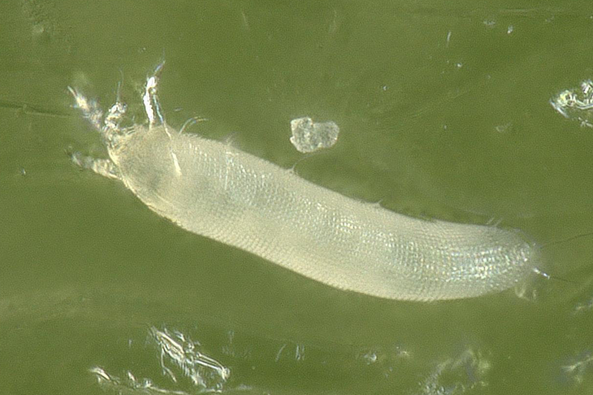 ニラに寄生するフシダニ、高知県内で初めて確認 防除所が特殊報 | 高知新聞