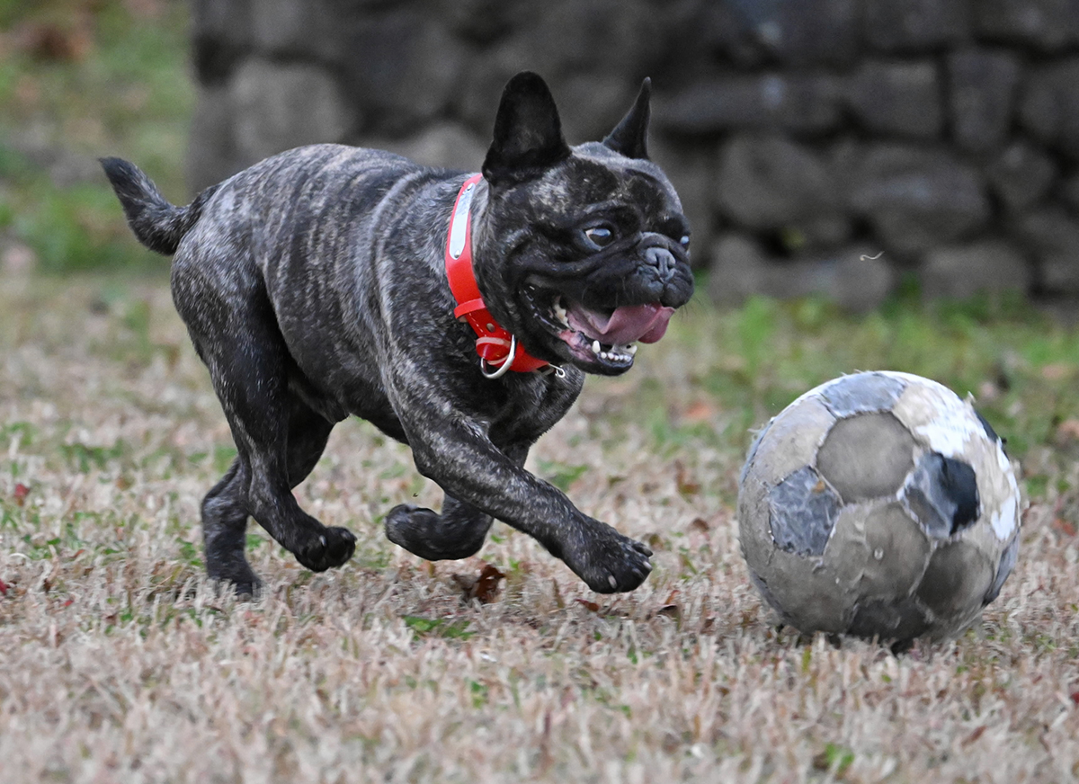 動画あり】ドリブル犬「ユズ」右へ左へ華麗に駆ける！ 巧みなボール