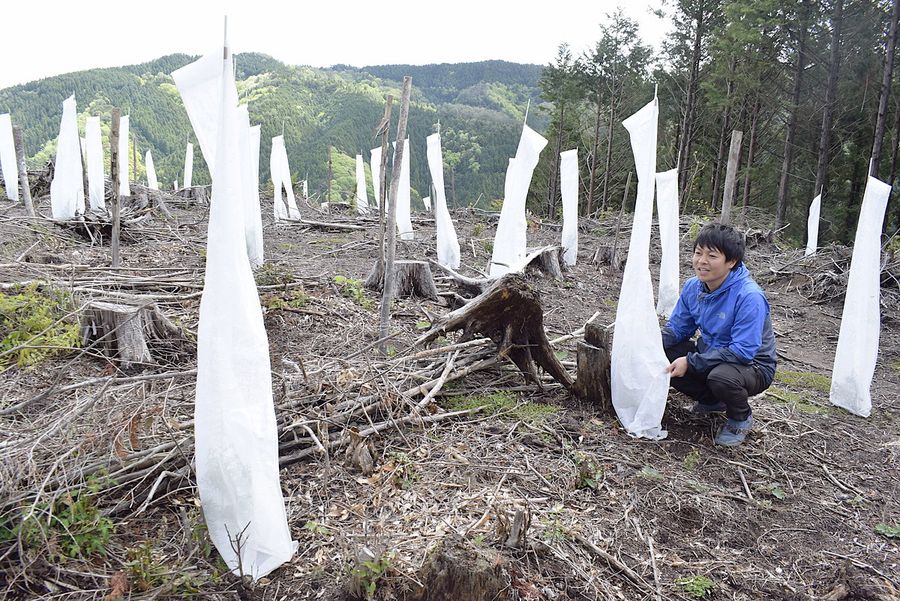 伐採跡地にヒノキを植え付けた現場。食害を防ぐネットの中に高さ約４０センチの苗木がある（梼原町仲洞）