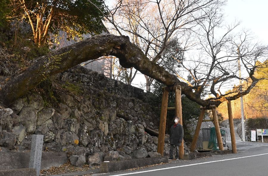 全長約２０メートルのうねるエノキ。伐採の危機を乗り越え、地域を見守っている（写真はいずれも香南市夜須町夜須川）