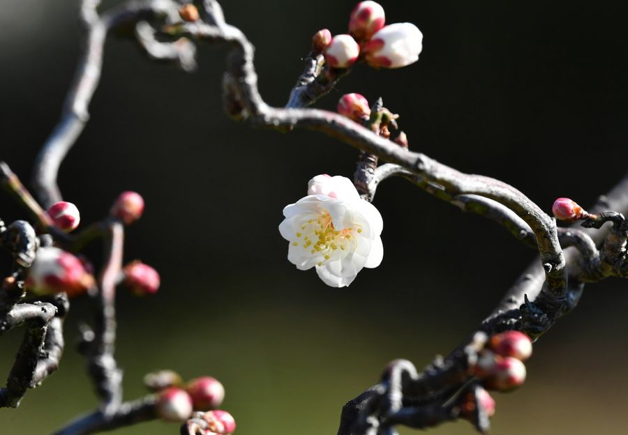 花をふわりと開いた雲竜梅（高知城）