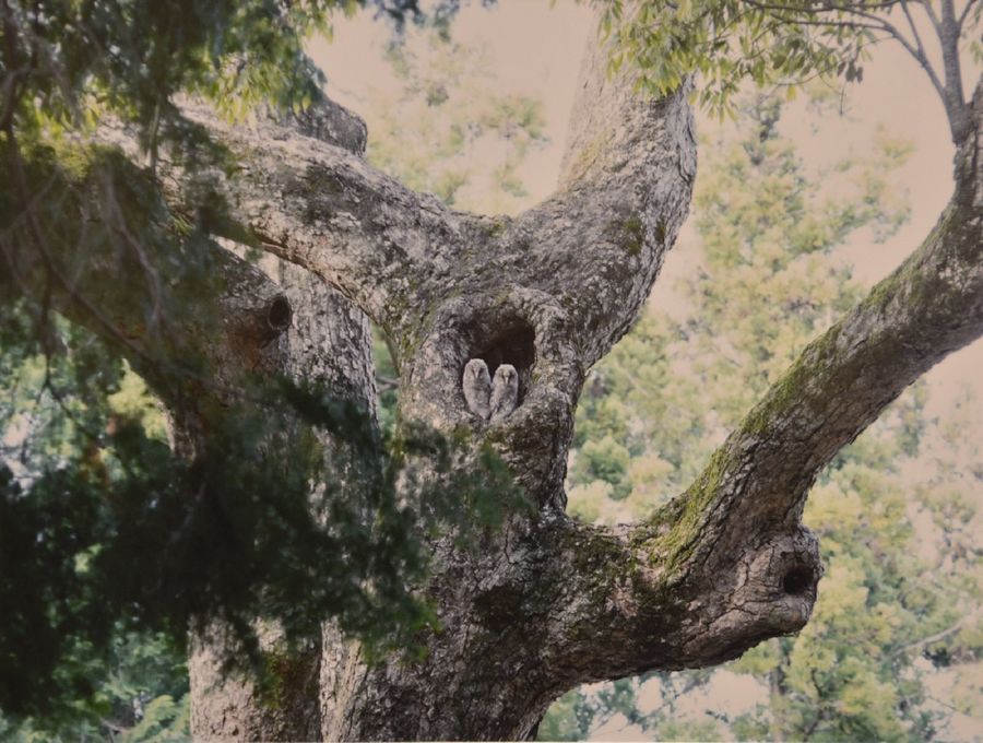 最優秀賞に選ばれた井上満さんの「森の妖精」