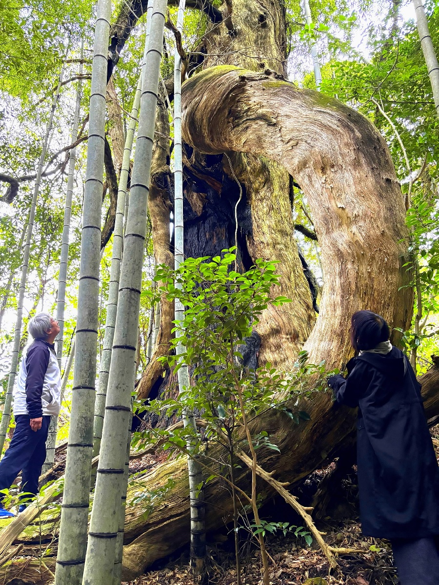竜杉 枝巻く樹齢500年の珍木―わがまち竜探し（12）高知県奈半利町