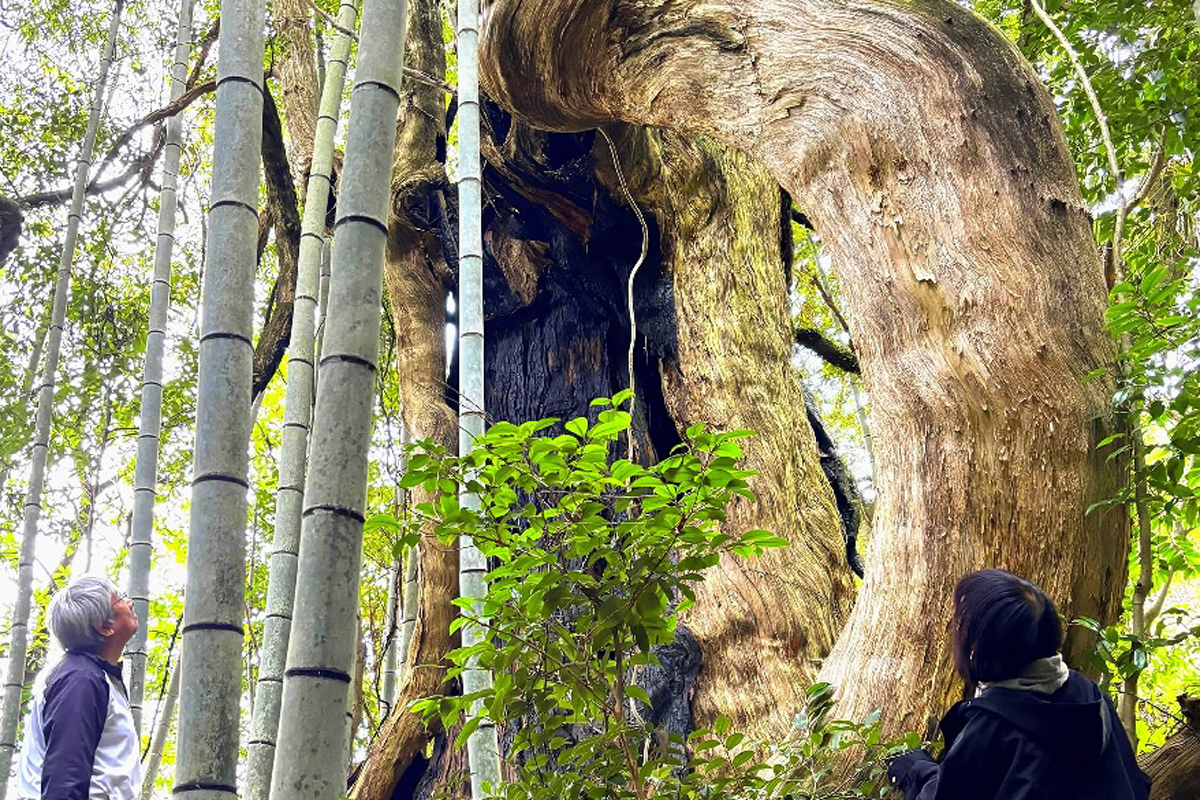 竜杉 枝巻く樹齢500年の珍木―わがまち竜探し（12）高知県奈半利町