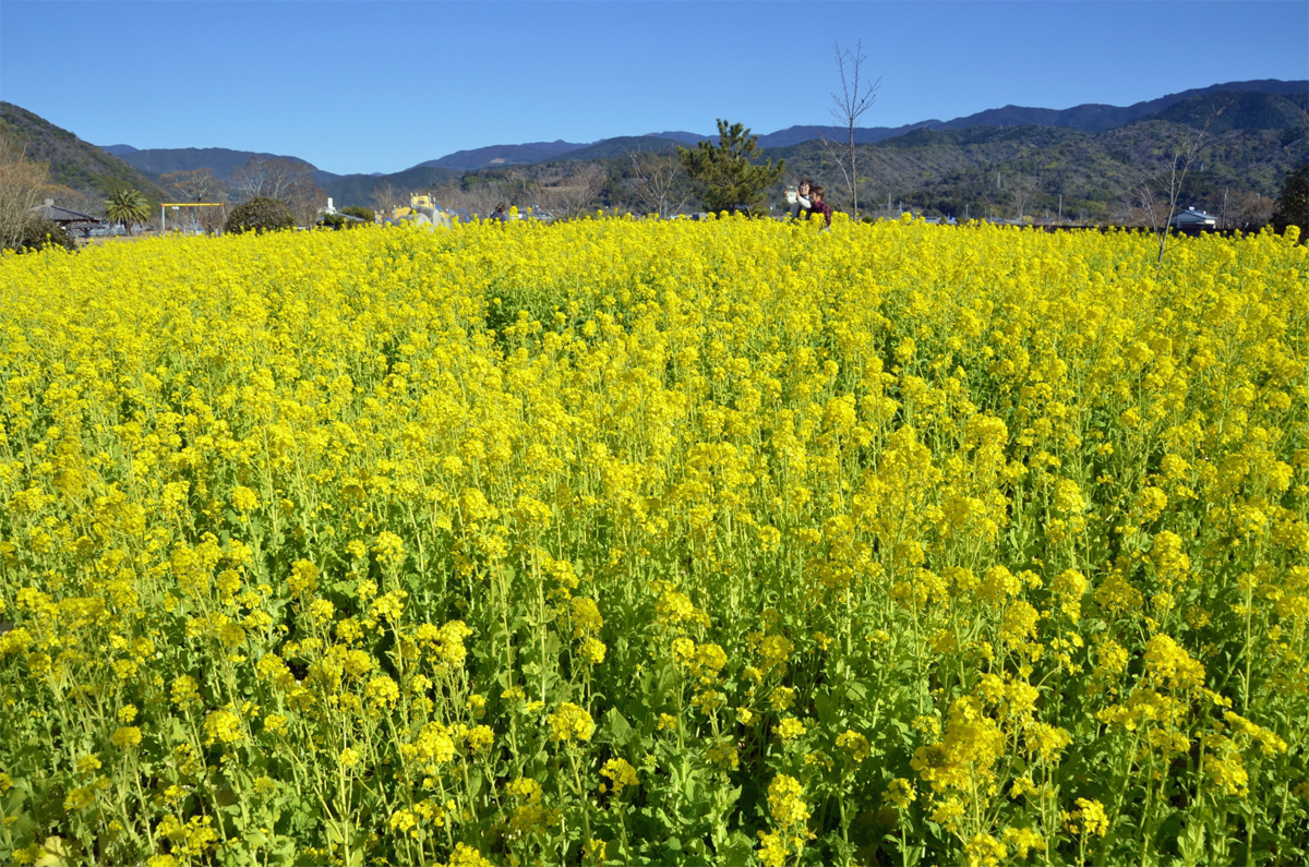 春の足音 菜の花満開 高知県田野町 | 高知新聞