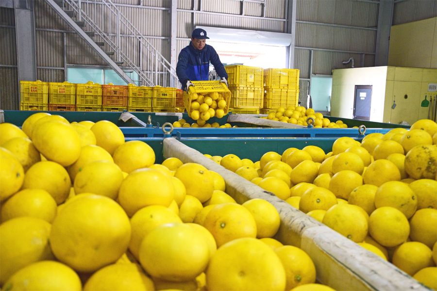 宿毛市などで収穫され、続々と運び込まれる艶やかなブンタン（同市のＪＡ高知県宿毛みかん選果場）