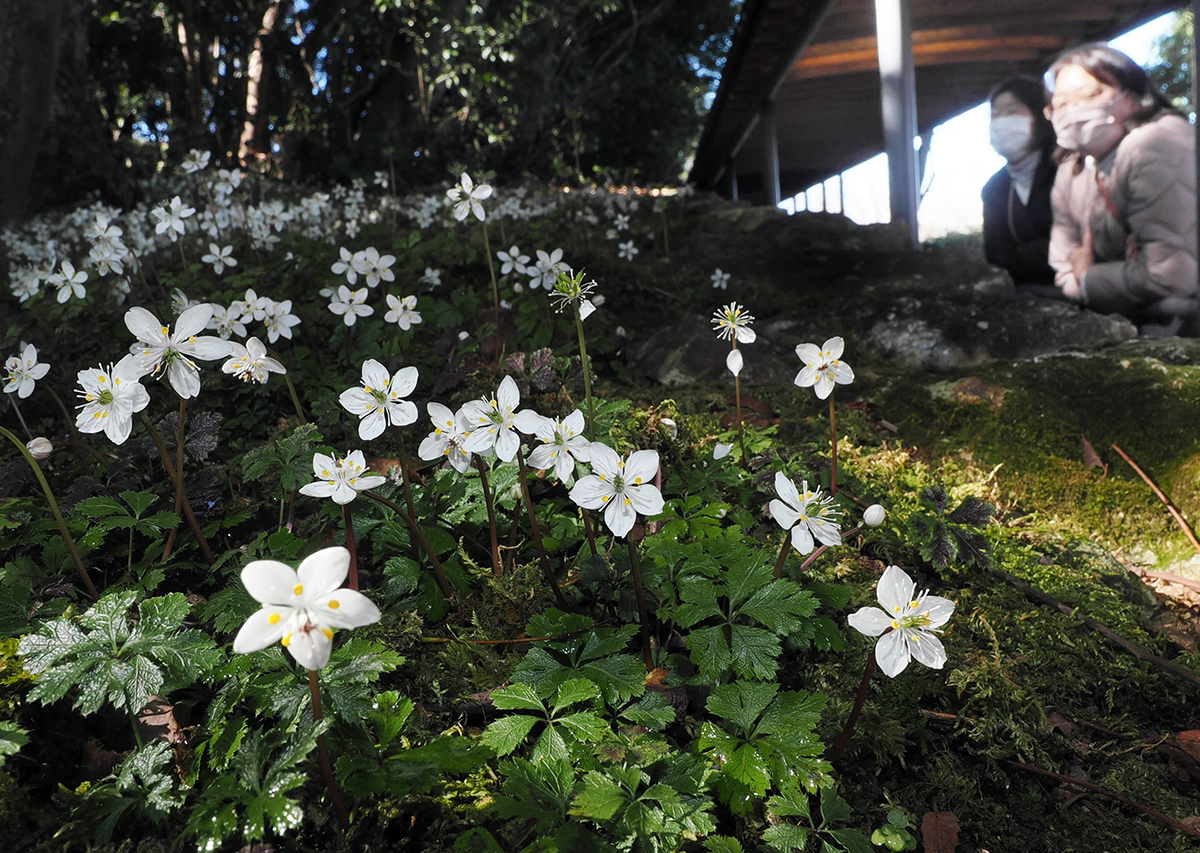 早春の白い妖精バイカオウレン 牧野植物園で見頃 高知県 | 高知新聞