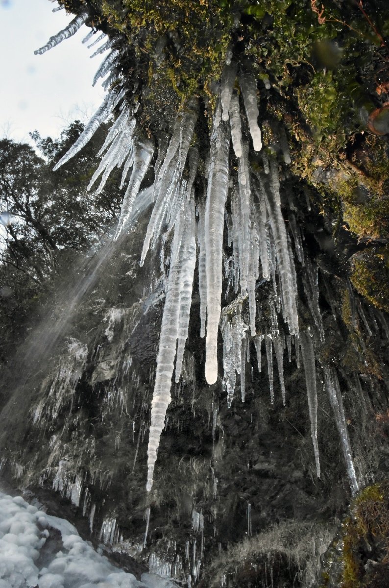 寒波に〝氷細工〟現る 高知市に「樽の滝」 | 高知新聞