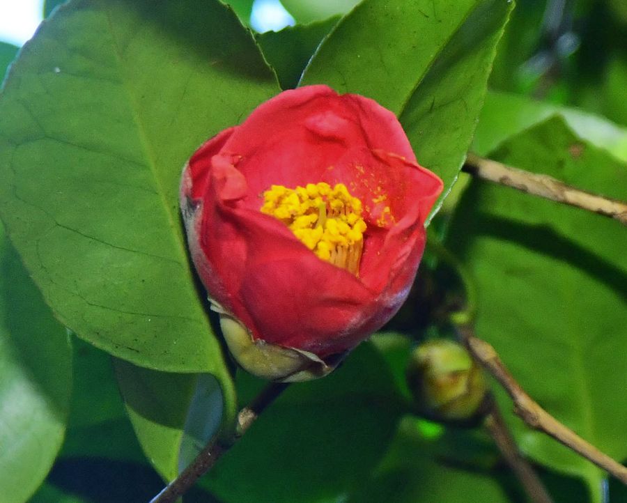 足摺岬先端部で、ぽつりぽつりと花をつけ始めたヤブツバキ