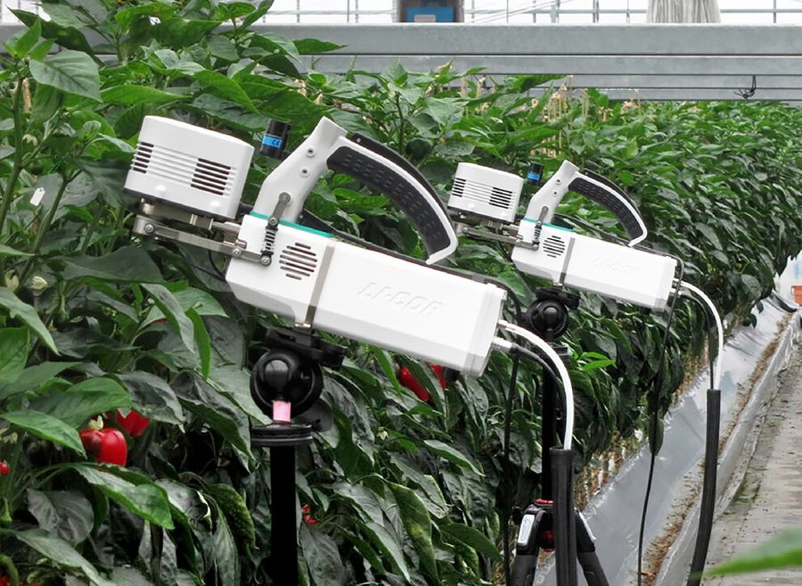 ＩｏＰ共創センターで試験栽培されるパプリカ。生育データなどを収集している（南国市物部乙）