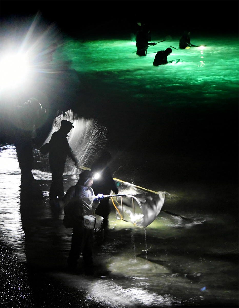 湘南シラスウナギ漁セット 冬限定湘南の夜のお仕事は激寒砂浜で一攫千金！ | 平塚の自習室・コ