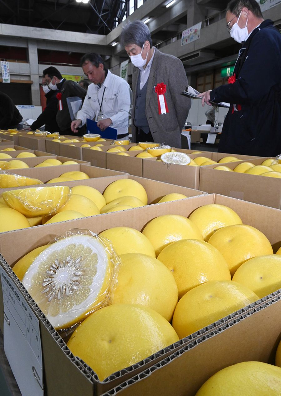 審査で高評価を受けていたブンタン（高知市布師田）