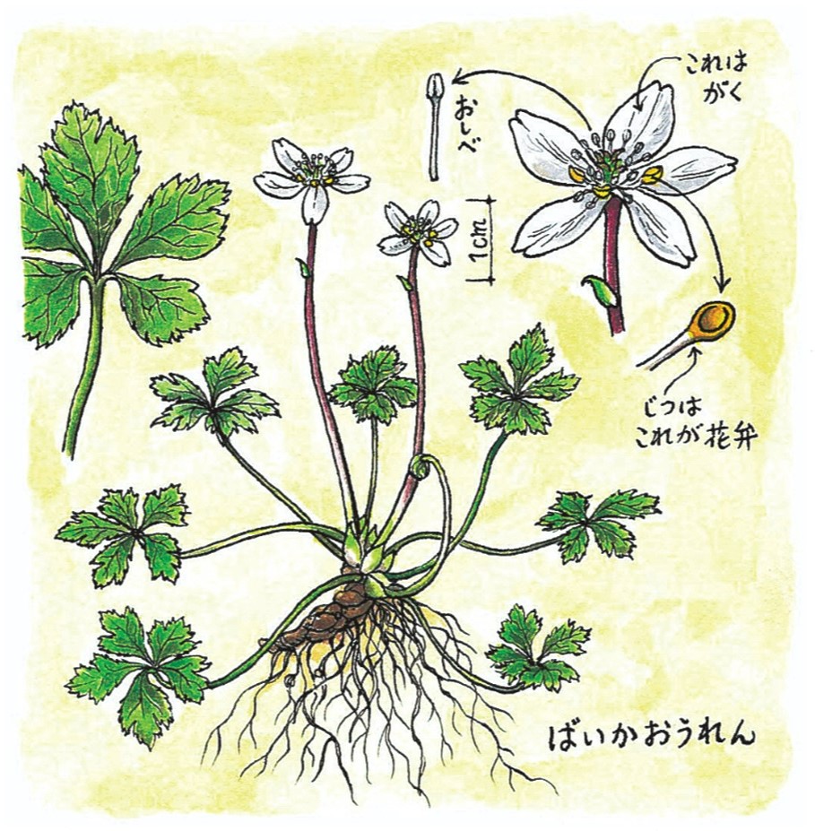 ウェブ限定エッセー】バイカオウレンの「白い花」は「花」じゃなかった