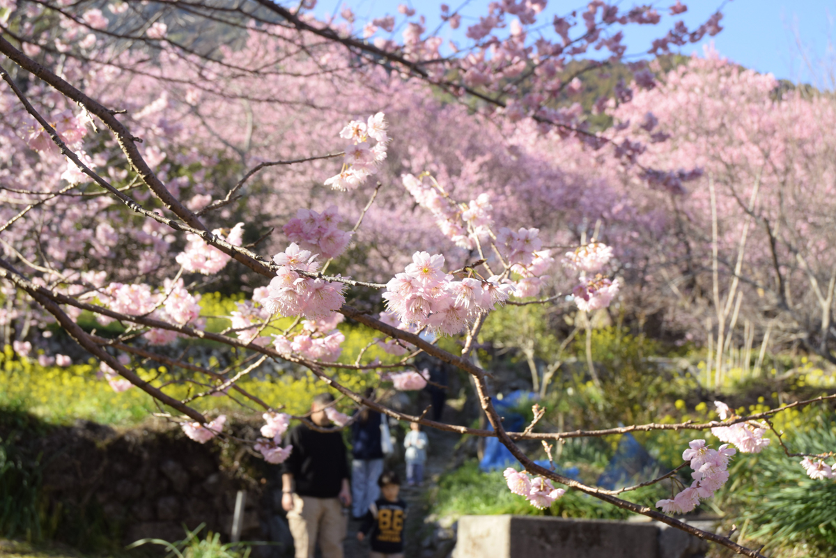 雪割り桜もう満開 須崎市桑田山地区 | 高知新聞