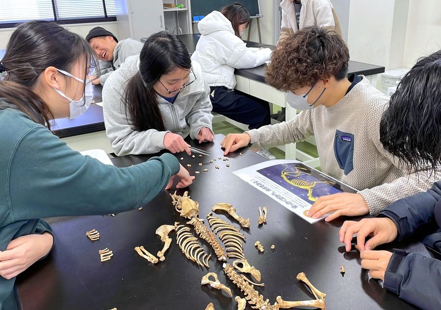 アナグマの標本を作製するメンバーら（高知大学朝倉キャンパス）